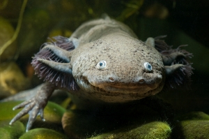 Salamander Populations Reduced by Climate Change Image